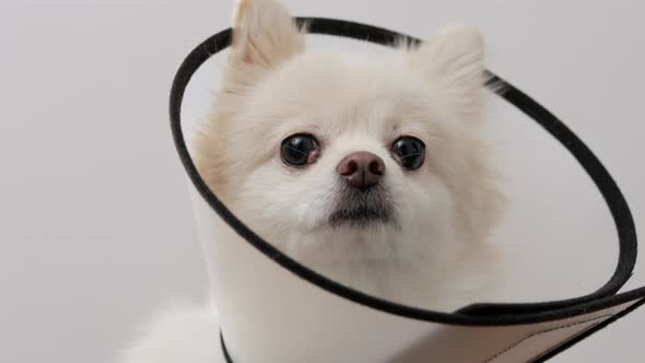 Pomeranian with a space collar alt