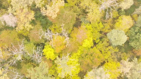Vertical Video Autumn Forest with Trees in Ukraine Slow Motion alt