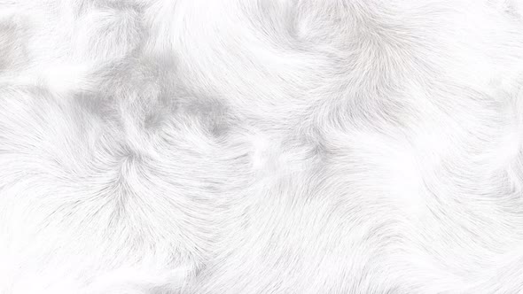 White Fluffy Fur Background 4K by