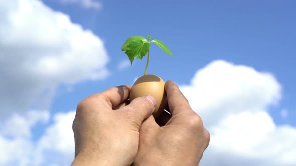 Hand Holding Green Plant Sprout Growing in Egg, Against Blue Sky Background, New Life, Germinatio