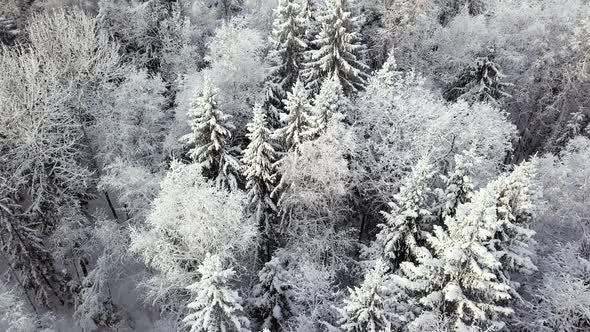 Winter Season Snowy Mountain Forest Aerial Shot