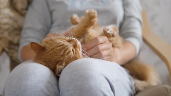 Woman Is Stroking Cute Ginger Cat on Her Knees. Fluffy Pet Purring with Pleasure. Cozy Home. alt