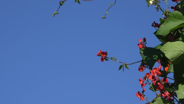 Leafs of Blooming Bean Move by Wind below Blue Sky 