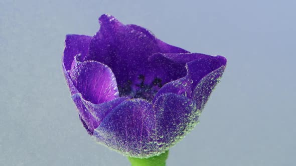 Close Up of Tender Lilac Opened Flower Bud Underwater alt