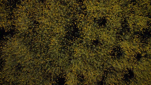 Top-down view of rapeseed field