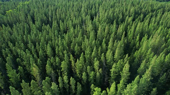 Beautiful tropical pine forest. 4K alt