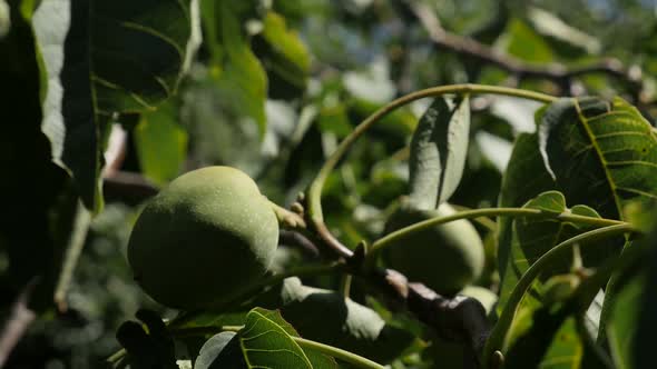 Green Juglans seeds slow-mo close-up  1080p FullHD footage - Slow motion of walnut tree branches 192 alt