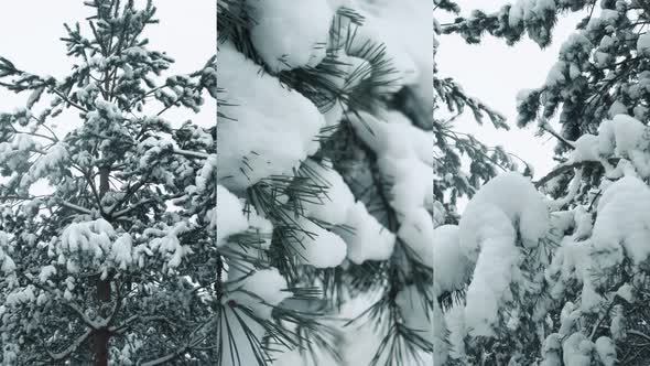 Snow Covered Pine Trees In Winter Forest alt