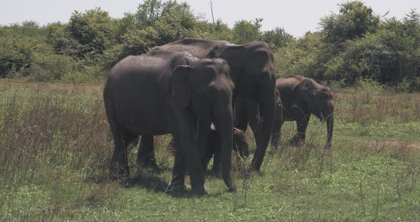 Close Up of Elephant Family with a Newborn Baby Elephant in a National Park of Sri Lanka