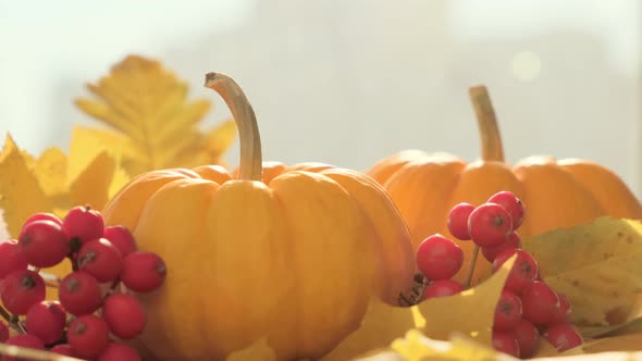 Decoration with Two Yellow Pumpkins As Symbol of Autumn and October Holidays