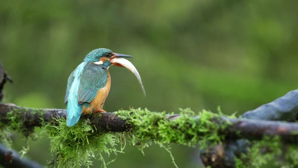 Close up of a kingfisher bird sitting on a moss covered branch as it eats a fish, slow motion alt