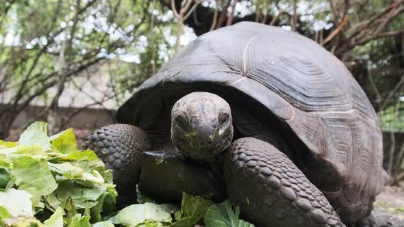 Feeding Huge Aldabra Giant Tortoise Green Leaves in Reserve Zanzibar Africa alt