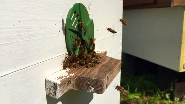 Beautiful Winged Bee Slowly Flies to Beehive Collect Nectar on Private Apiary from Live Flowers