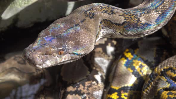 Reticulated Python Snake in South Asia alt
