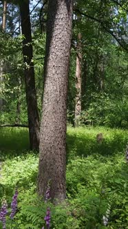 Vertical Video of a Forest with Trees alt
