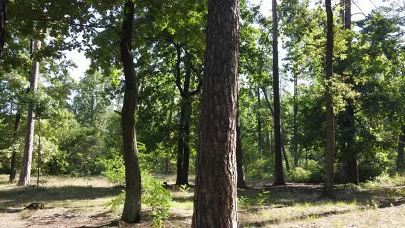 Forest with Trees on a Summer Day Slow Motion alt