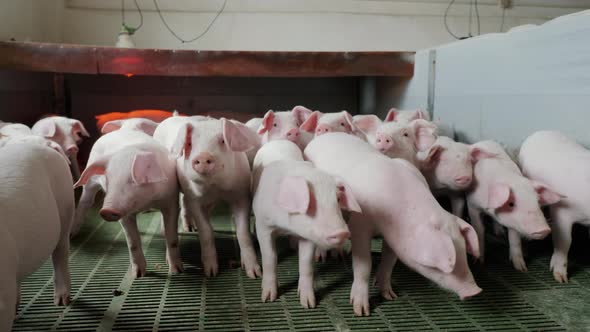 Young Little Pigs on a Farm in a Pigsty Look Into the Camera and Sniff alt
