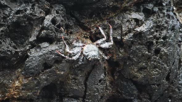 Silver Rare Crab in its Natural Habitat in the Caribbean
