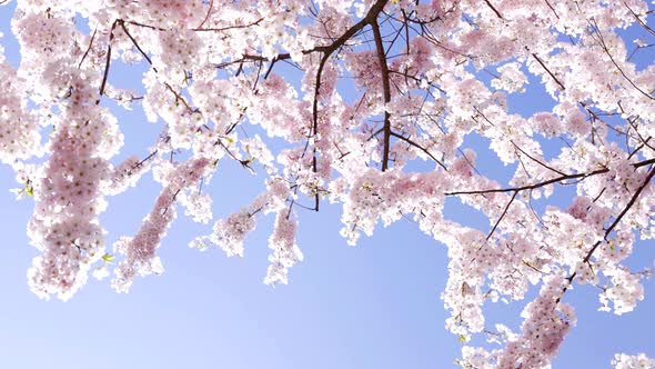 Flowers of Japanese Cherry Tree Bloom Slow Motion Spring