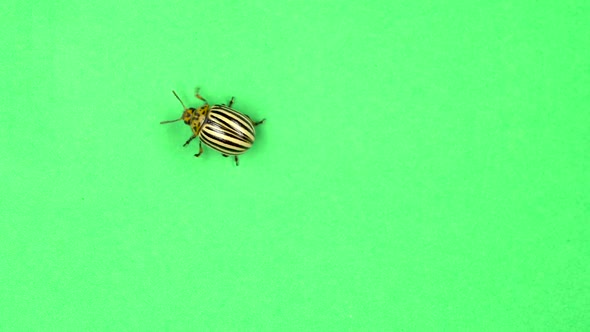 Colorado Potato Beetle Bug Walking on Green Screen alt