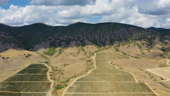 Aerial View of Mountain Vineyard in Crimea alt