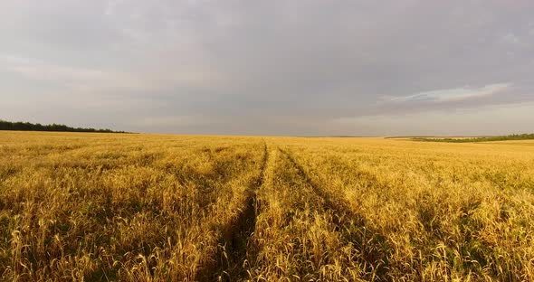 Camera Flight Over the Wheat Field alt