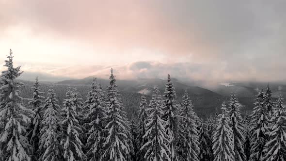 Aerial Flying Above Winter Forest in Mountain Valley at Sunrise alt