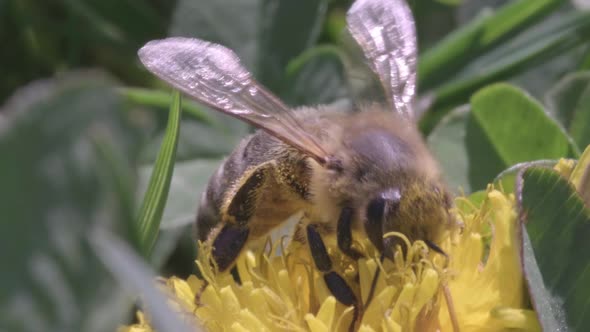 A Bee Collects Pollen From a Dandelion alt