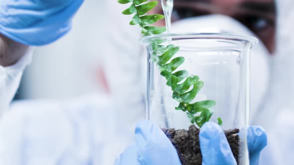 Pouring GMO on Test Plants in Modern Laboratory alt