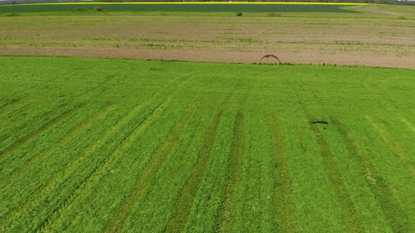Eagle Being Chased and Attacked By Crow Over Green Mowed Wheat Field alt