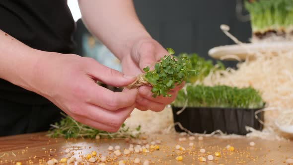 The Woman Is Binding the Cut Seedilings with a Rope Making Small Bunches alt
