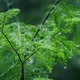 Small Tree Drips After Rainfall In Forest - VideoHive Item for Sale