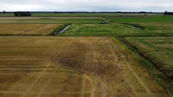 Rise Up Drone Shot Of Birds Flying On Field alt