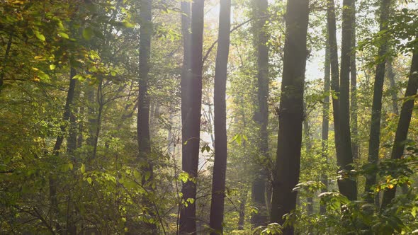The trunks of deciduous trees and green branches of shrubs in a light haze against alt