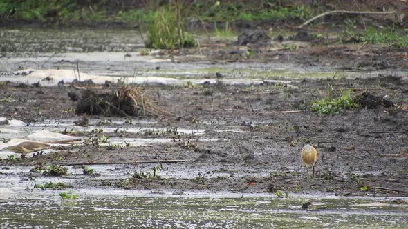 Heron Birds in Wetland Swamp alt