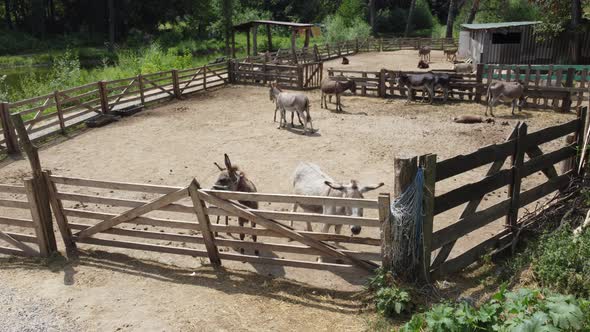 Donkey Farm alt