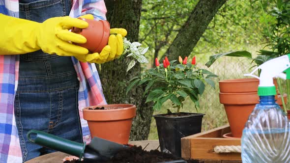 Woman Hands Planting Flowers alt