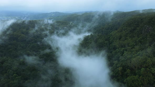 Dense fog forming along a tropical bush canyon set high above a hinterland mountain range. High dron alt