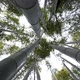 Looking Up at the Sky in the Bamboo Forest While Spinning - VideoHive Item for Sale