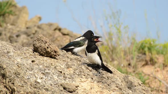 Juvenile Magpie (pica pica) with an open beak on a hot Sunny day