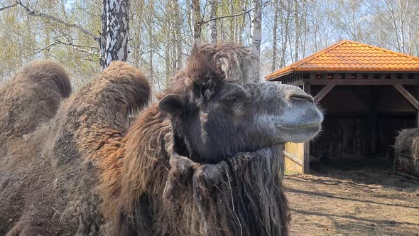 Portrait of old camel standing on a farm, close up