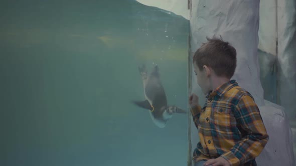 Little Boy Look Through Glass in Oceanarium at Swimming Penguins alt