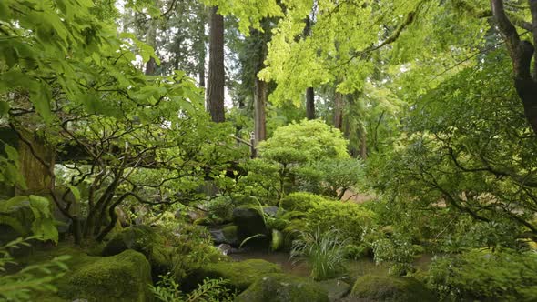 Camera Moves Between Bushes and Trees in Japanese Garden alt