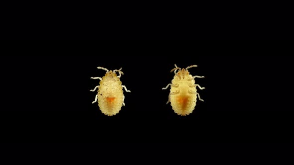 Larva or Nymph Lace Bug with a Microscope Family Tingidae Order Hemiptera alt