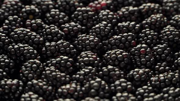 Close Up of Many Fresh Ripe Juicy Blackberries Rotate on Board