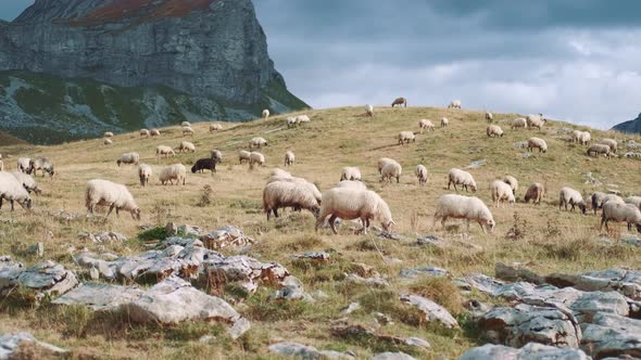 Whole Hill is Covered with a Flock of Sheep Grazing in the Grass