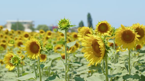 Beautiful Natural Plant Sunflower In Sunflower Field In Sunny Day 32 alt