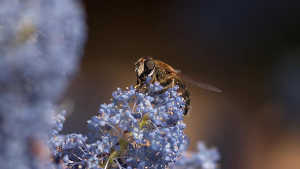 Drone Fly, eristalis sp., Adut in Flight, Flower in Normandy, Slow motion alt