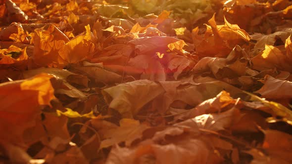 Maple Leaves Ground Autumn Park alt