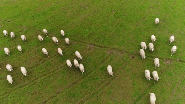 Sheeps on Green Pasture in Village Farm Field Countryside alt